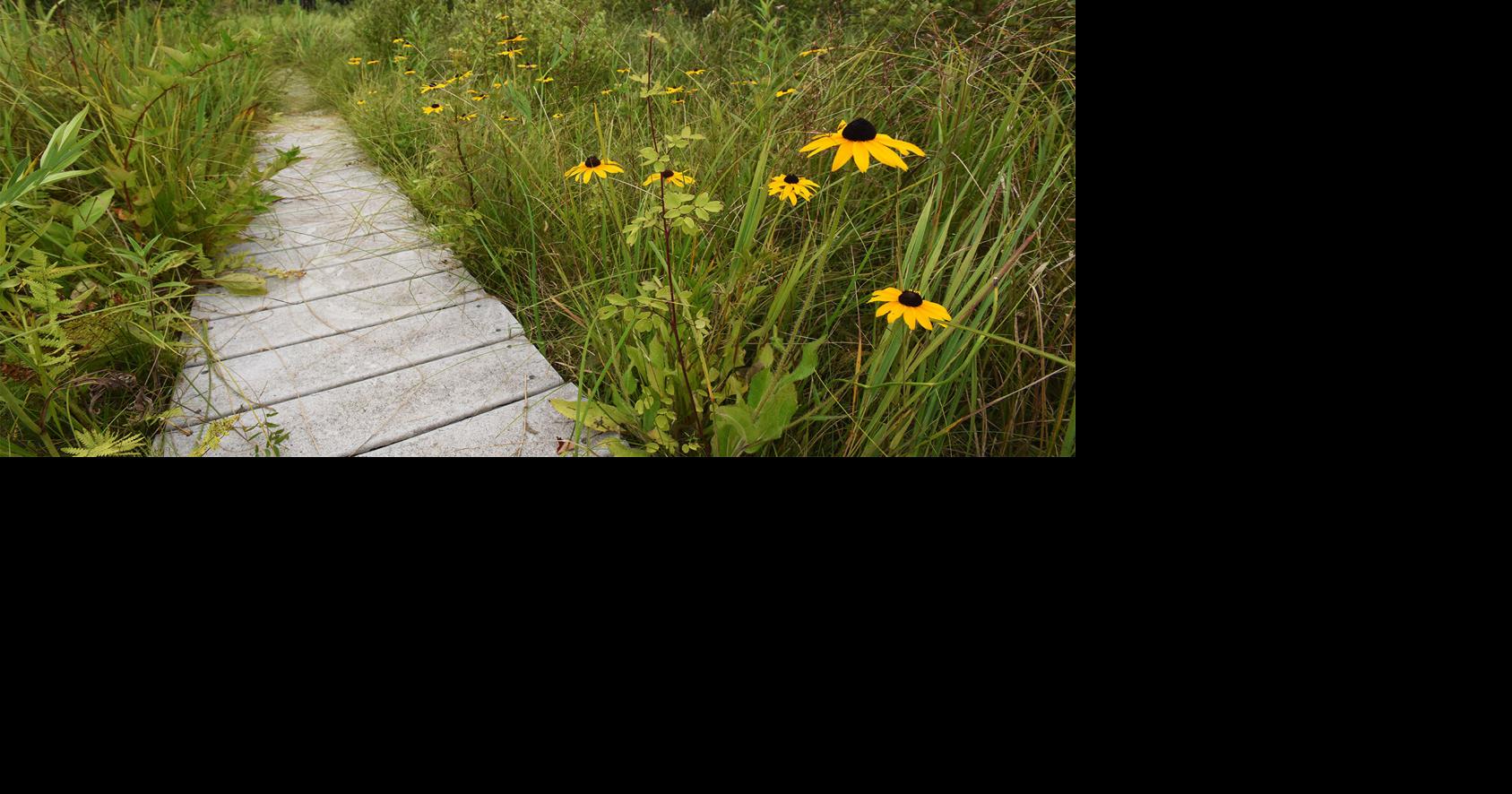 Sarett Nature Center launches rattlesnake preservation project | Benton ...