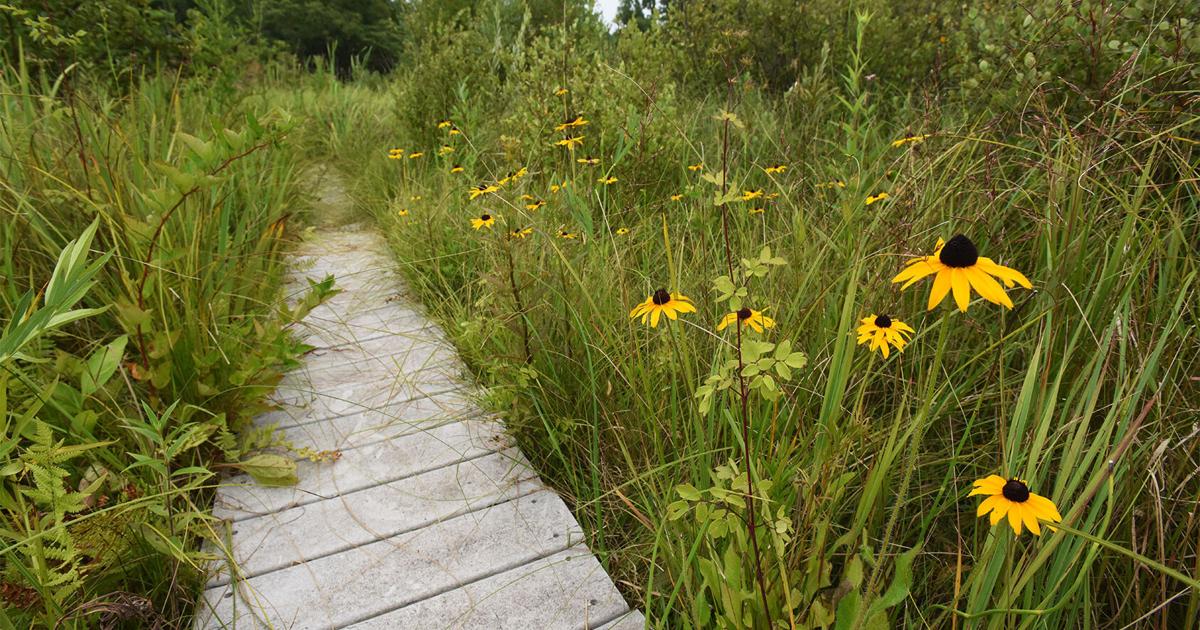 Rattlesanke Project Sarett Nature Center launches rattlesnake preservation project | Benton ...
