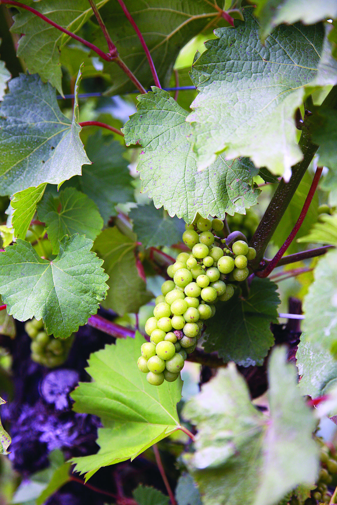 Michigan's Grape Southwest Local News