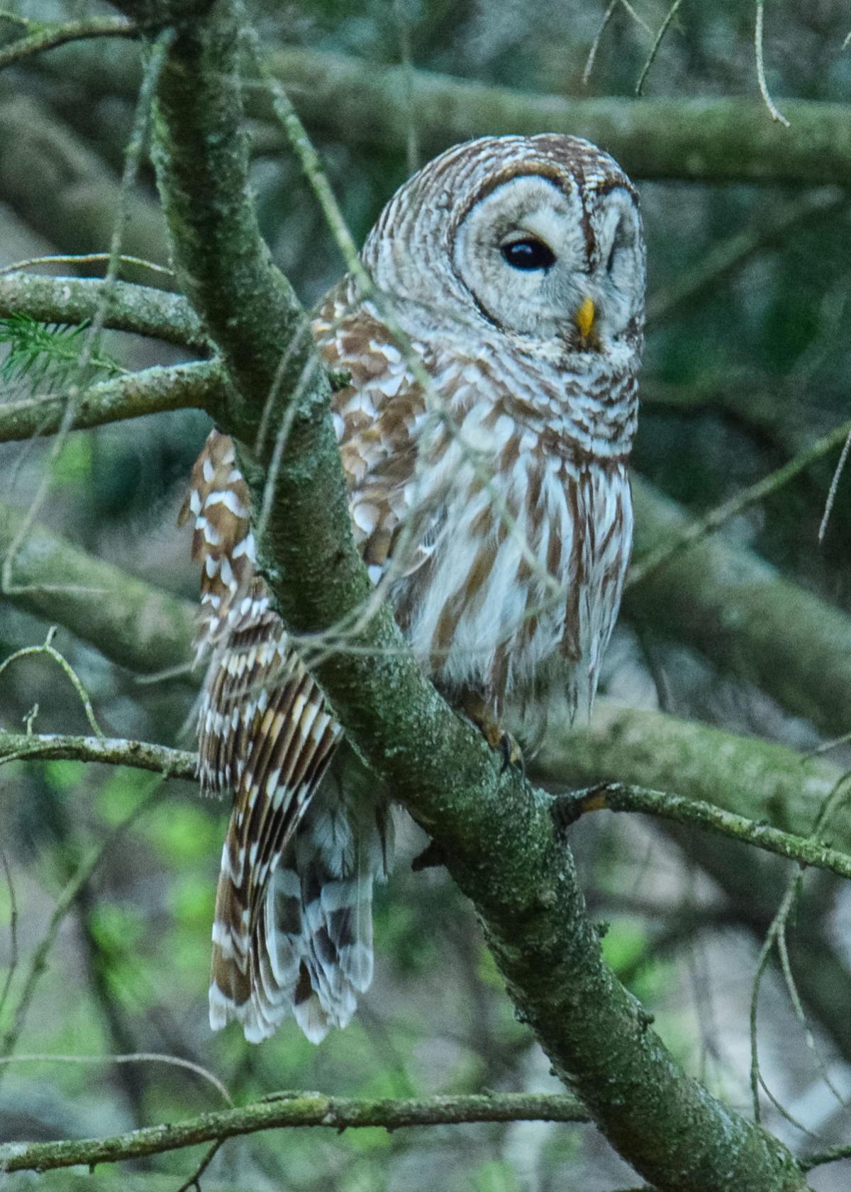 Barred Owl Seeks The Sunshine Local Heraldpalladium Com