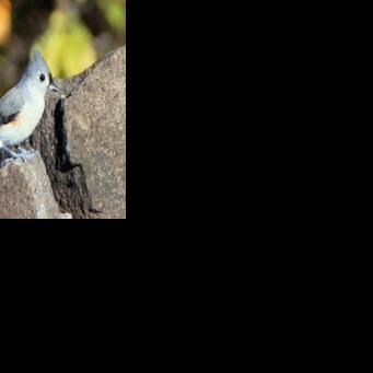 Noisy humans harm birds and affect breeding success: study