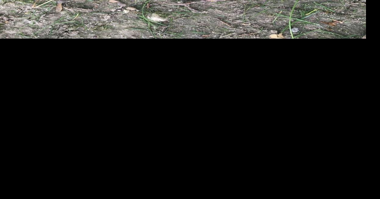 Eastern box turtles keep numbers up locally | Local | heraldpalladium.com