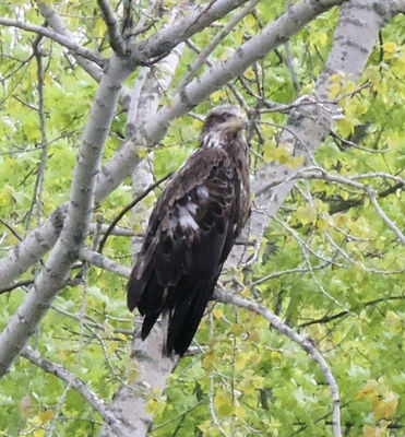 Wildlife Sightings Bald Eagle Takes Great Strides In Area