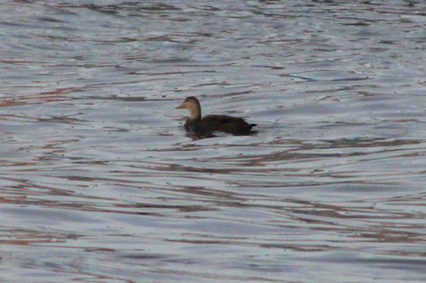 Ducks Of Many Types Seen In Local Waters Local Heraldpalladium Com