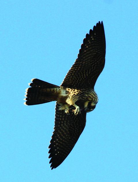 Peregrine falcon takes flight | Features | heraldpalladium.com