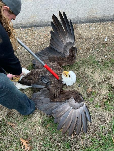 Bald Eagle Saved In Lincoln Township News Heraldpalladium Com