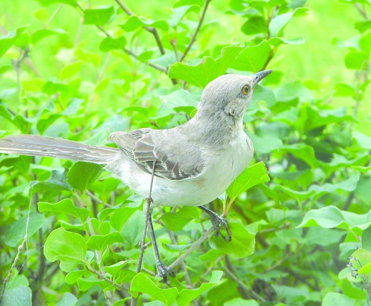 Michigan's mockingbirds | Features | heraldpalladium.com