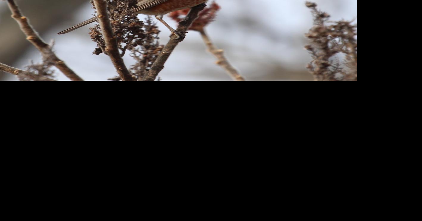 Robins among returning spring birds | Local | heraldpalladium.com