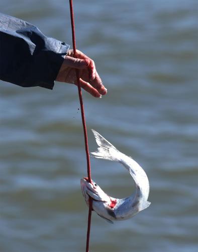 Anglers cast fishing line, catch Coho salmon at South Haven pier