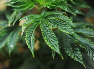 Niles approves ballot initiatives aiming to limit marijuana businesses