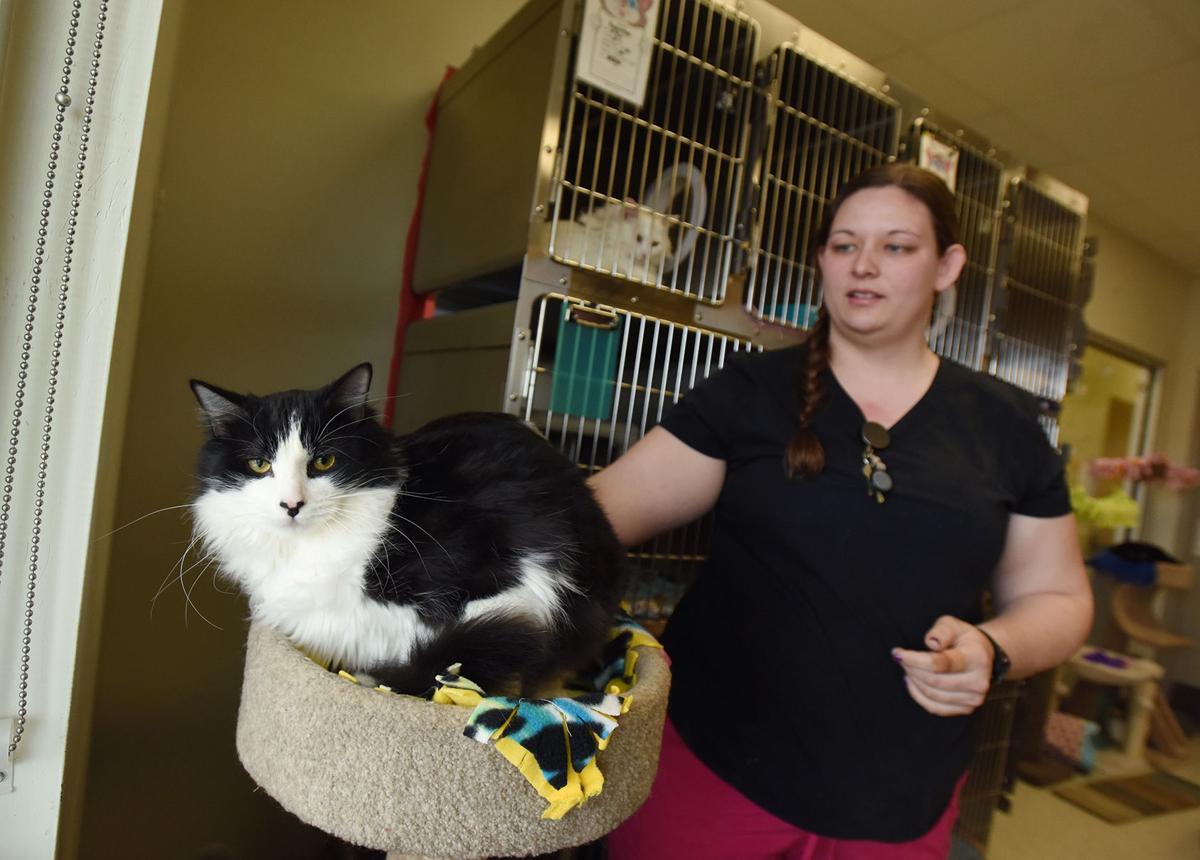 Sheltering In Place At The Shelter How Area Animal Rescue