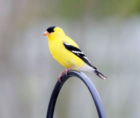 Michigan's Baltimore Oriole is a subspecies of Northern Oriole