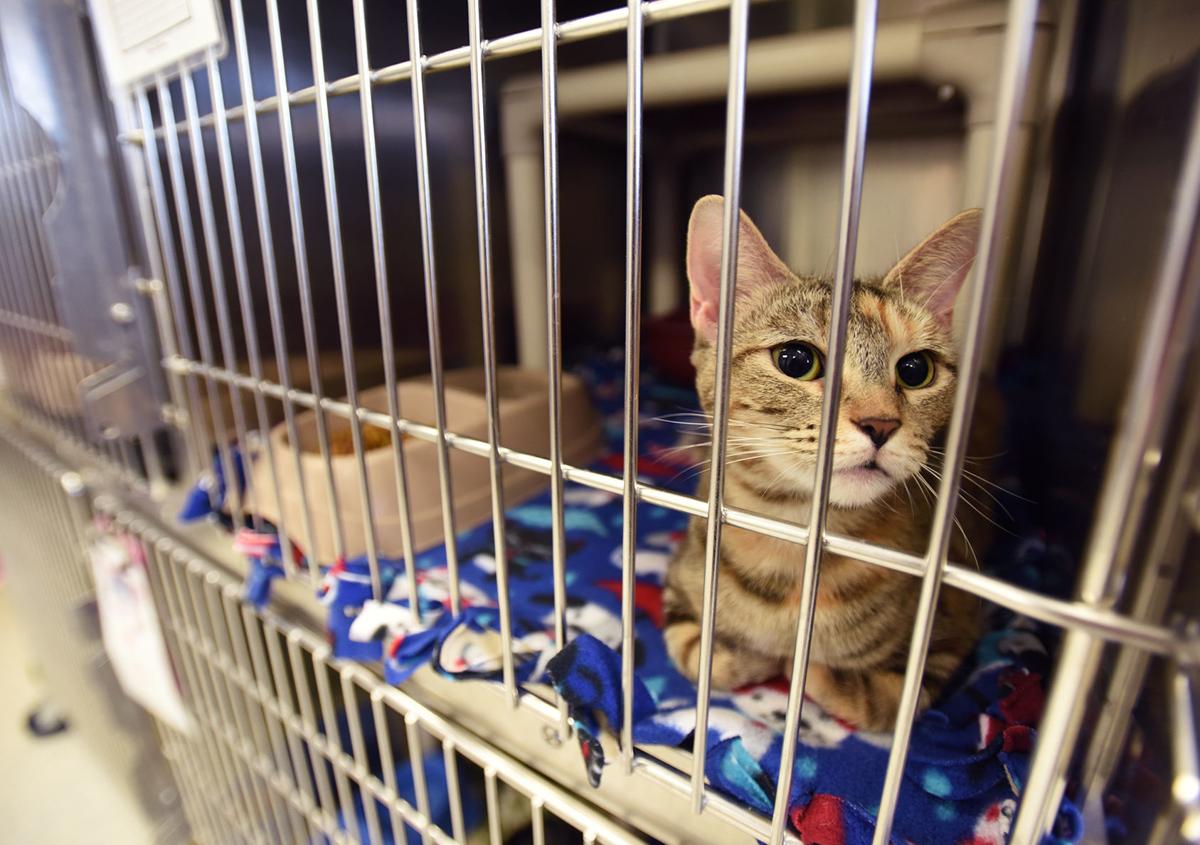 Sheltering In Place At The Shelter How Area Animal Rescue