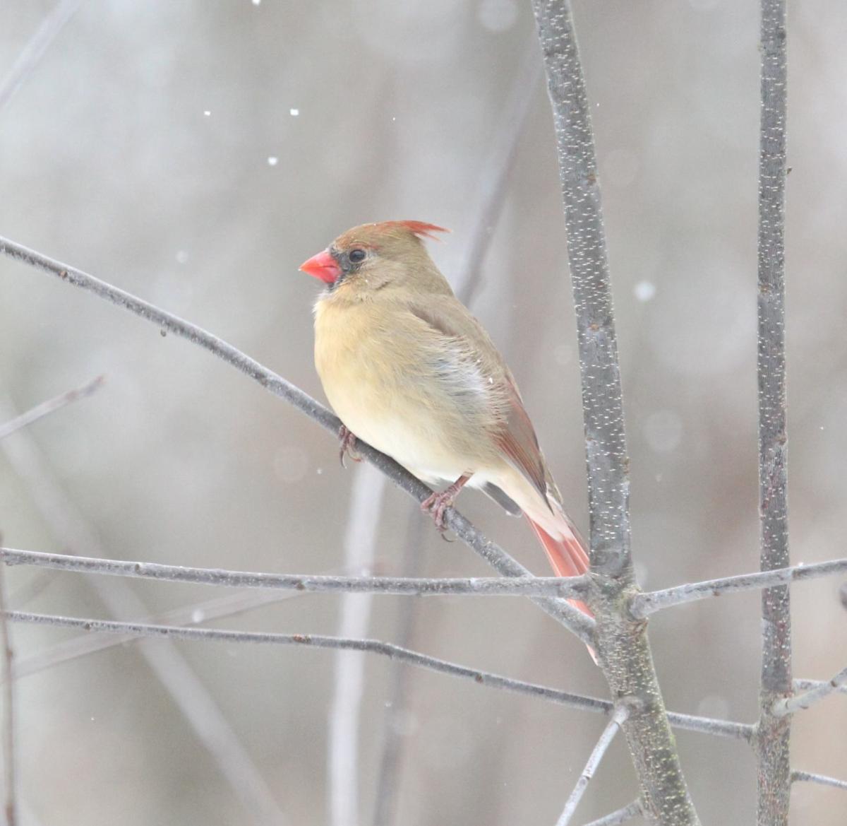 Northern Cardinals Now Common In Area Sports Heraldpalladium Com