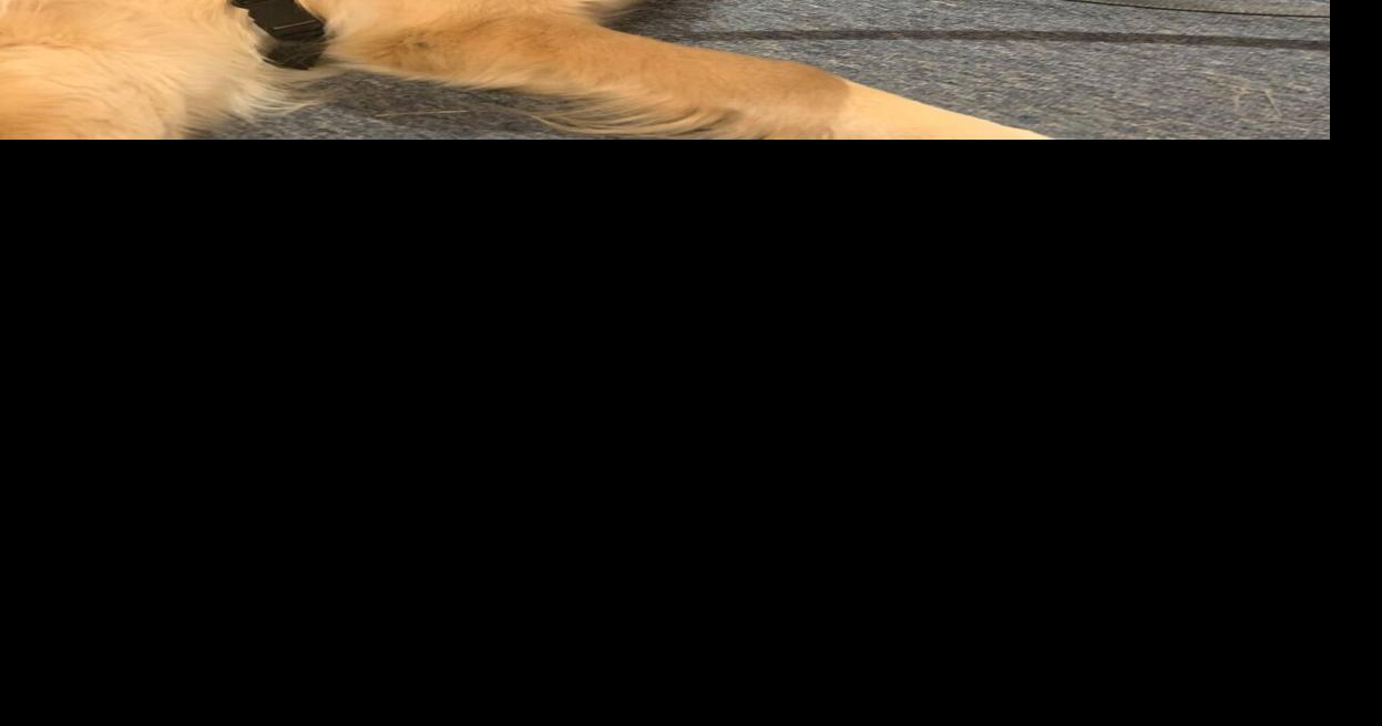 Comfort Dogs Attend VBS | News | herscherpilot.com
