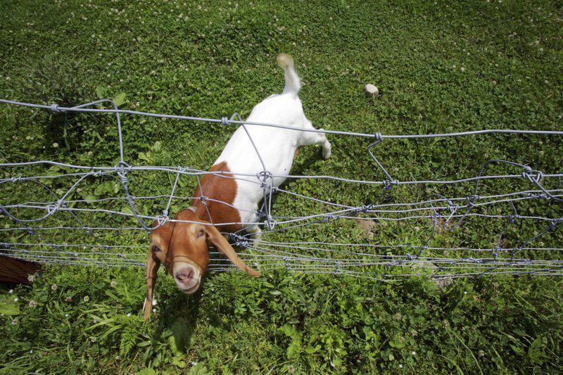 Change At Crescent Farms Aimed At Keeping Operation Strong For Next Generation 2016 Progress Hgazette Com