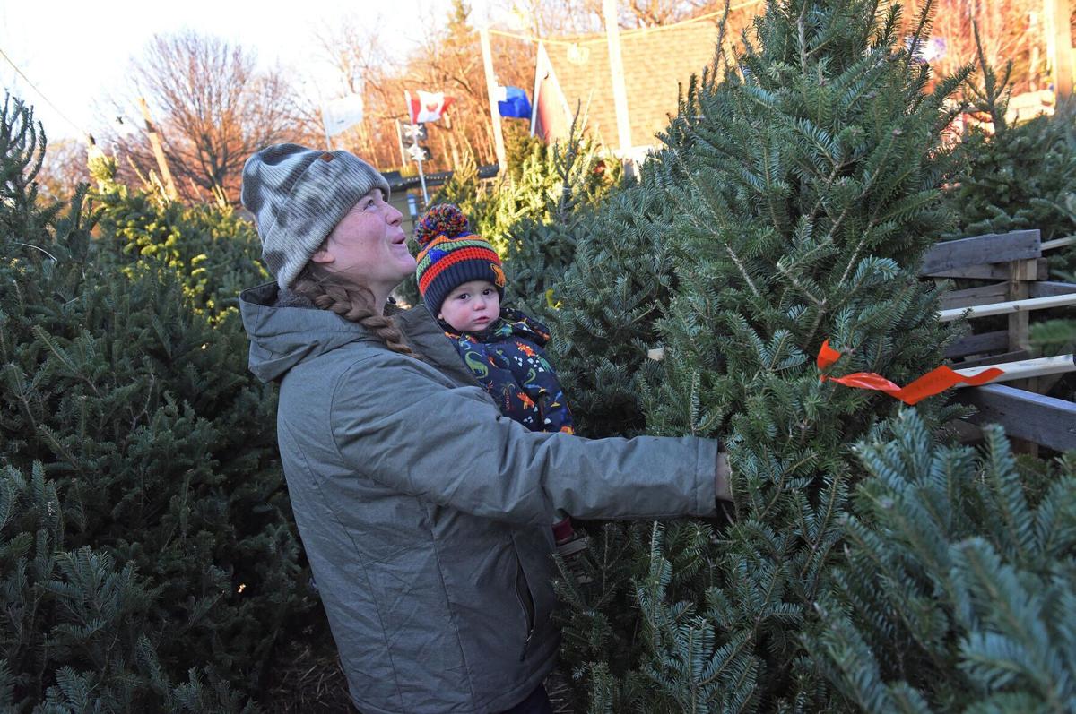 Christmas Trees Peabody Ma 2022 Costing More To Make Merry: Christmas Trees At A Premium This Season |  Local News | Hgazette.com