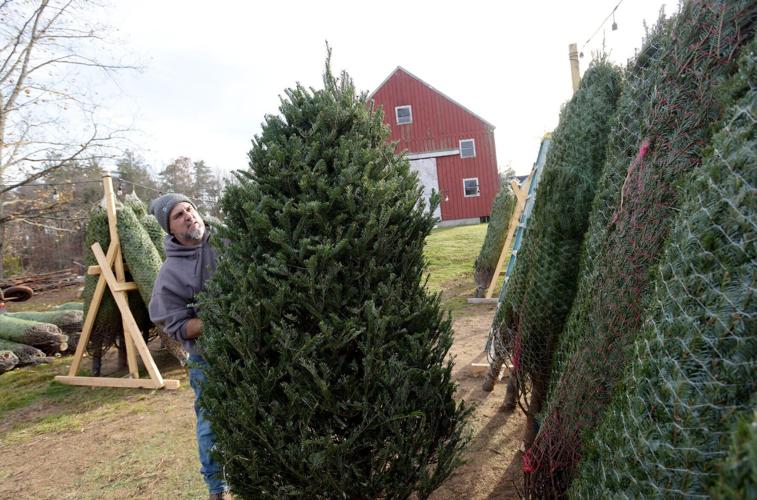 Conifers for Christmas Abandoned tree farm reborn in Haverhill Local