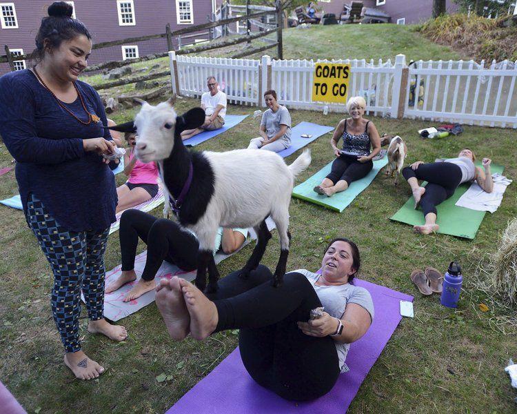 Goat Yoga Brings Smiles Raises Money For Mspca News Hgazette Com