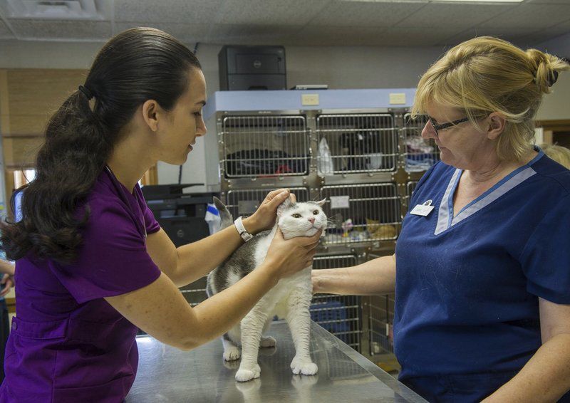 riverside veterinary clinic