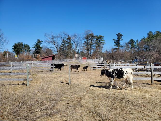 MSPCA has rare cattle, goats in need of homes Local News