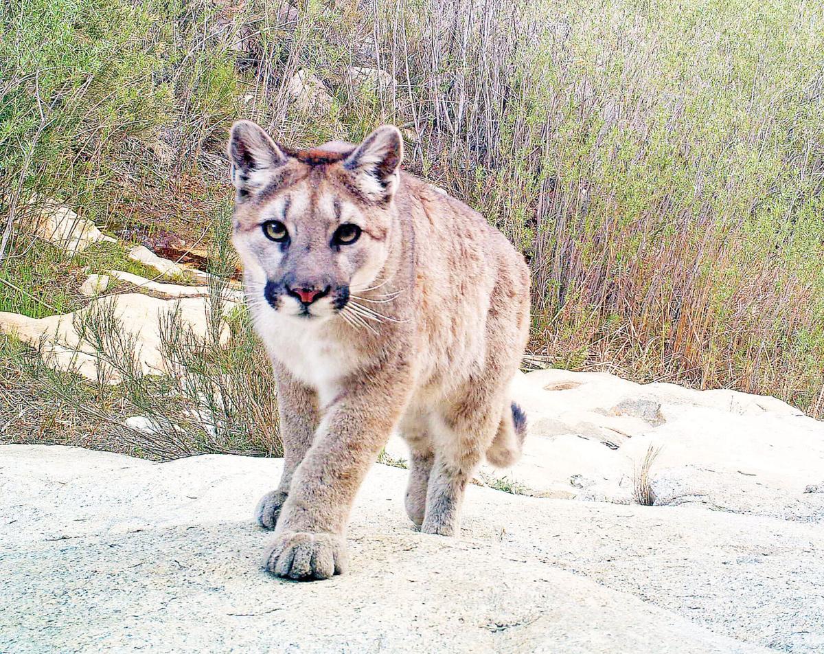 Service planned for mountain lion News