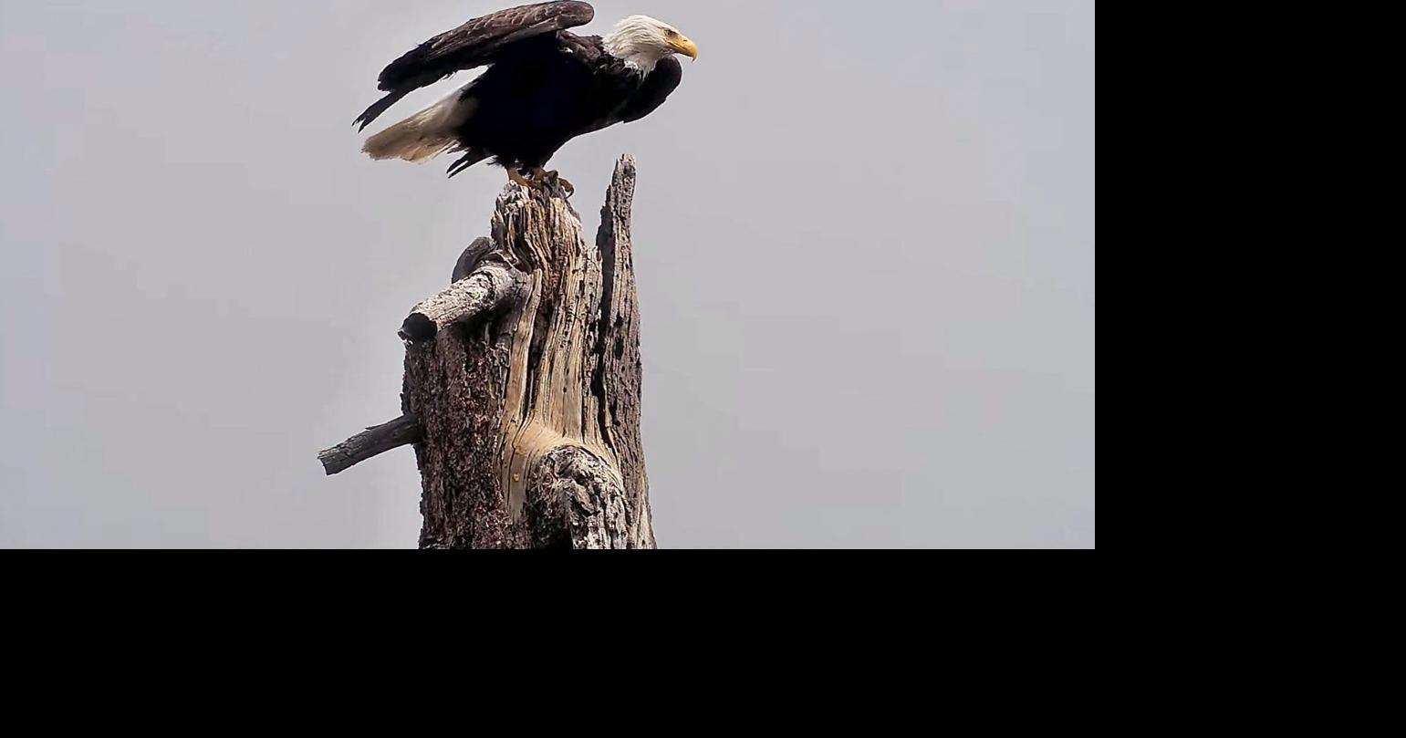 Big Bear's bald eagle: ‘Jackie’s story has changed the future’