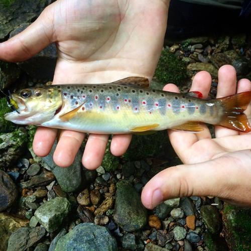 5 tips for summer fly fishing in the High Country, Hcnc