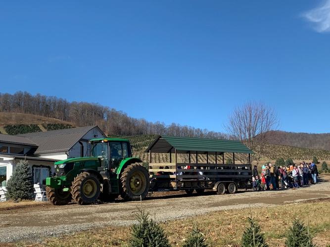 The choose and cut Christmas tree tradition Seasonal