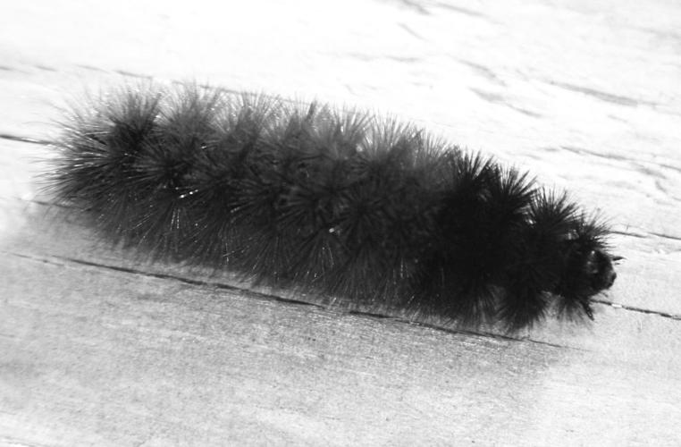 Woolly worm winter prediction A mild one Hcnc