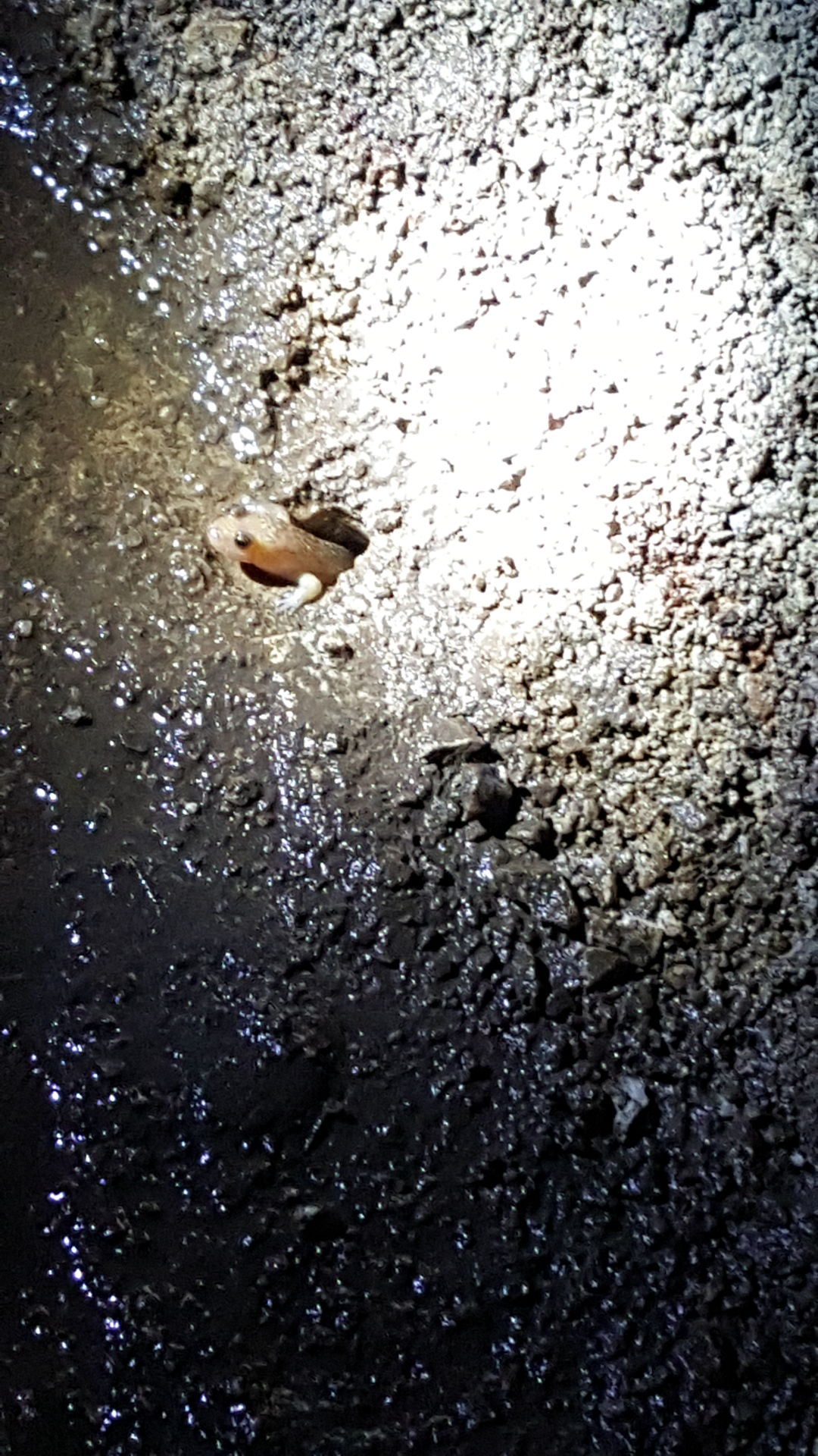 Exploring The Depths At Linville Caverns Linville Caverns