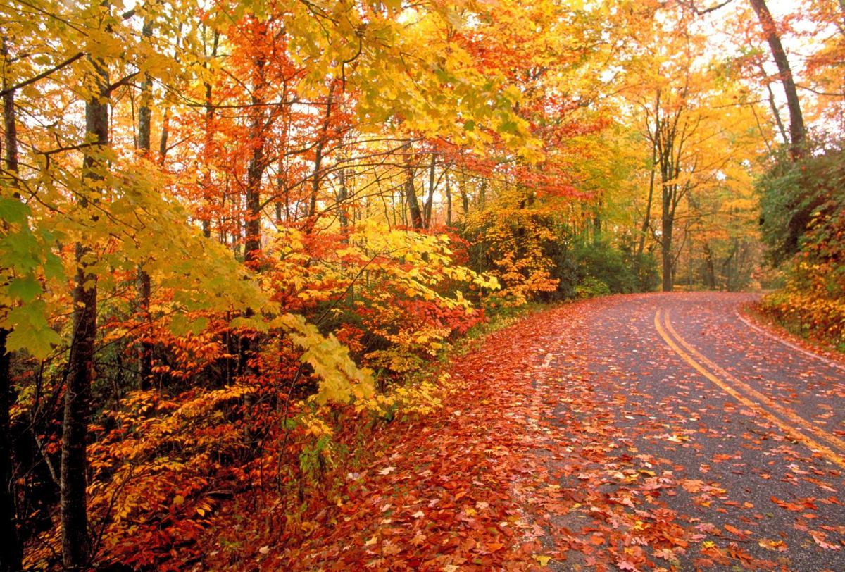 Granfather Mountain Fall Color Updates 2022