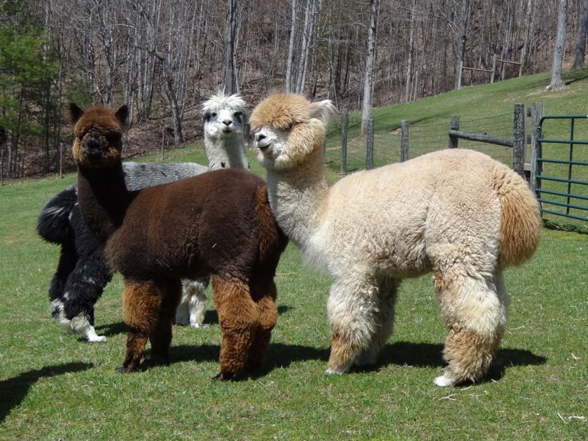 Landmark Farm Alpacas participates in National Alpaca Farm Days