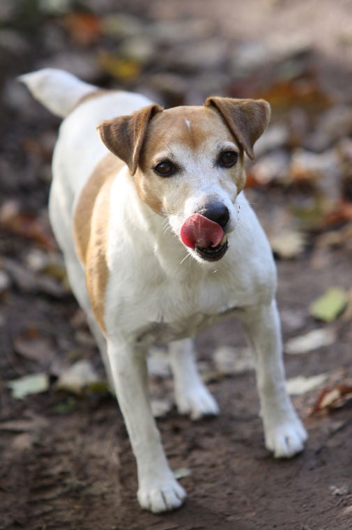 Pet Friendly Places In The High Country Stay Highcountrync Com