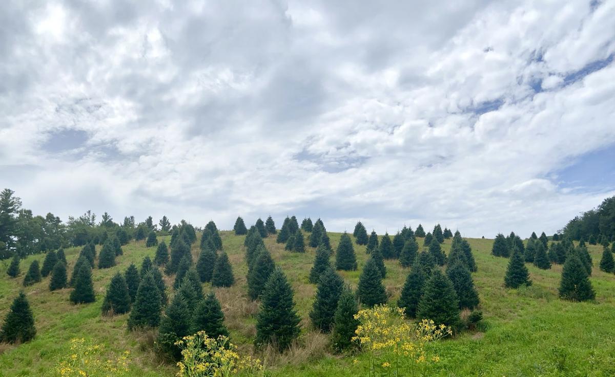 Homegrown Memories Fraser Fir Christmas Tree Industry Provides Family Experiences Seasonal Highcountrync Com
