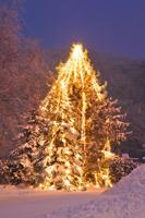 Banner Elk Christmas Tree