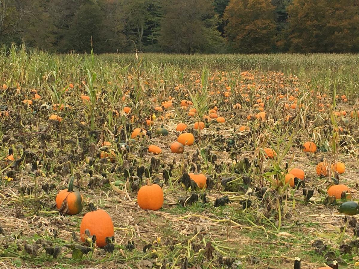 Pumpkins Corn Mazes Spooks And More The High Country S