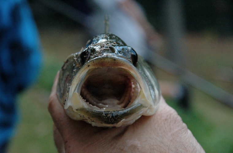 Open Mouth Fish