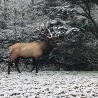 Blue Ridge Parkway: A hidden winter gem