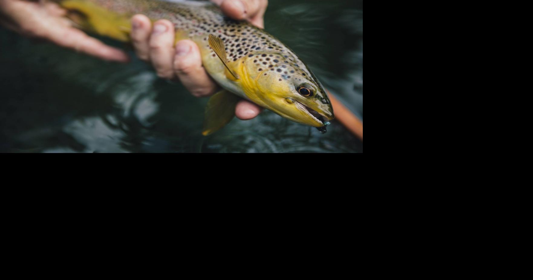 Delayed-harvest trout waters open Oct. 1, Play