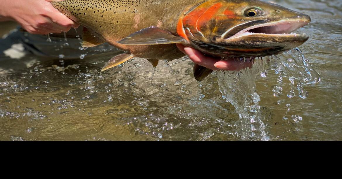 Idaho Fish and Game hosting public meeting to discuss proposed St