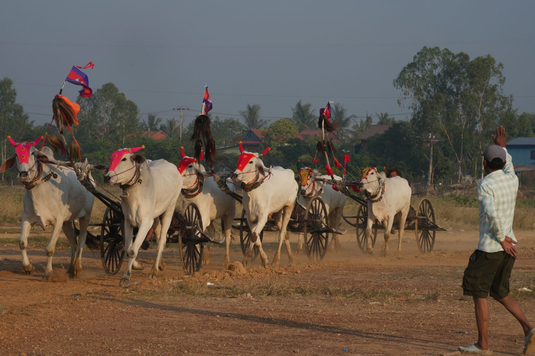 Cambodia Ox cart Racing | World | hjnews.com