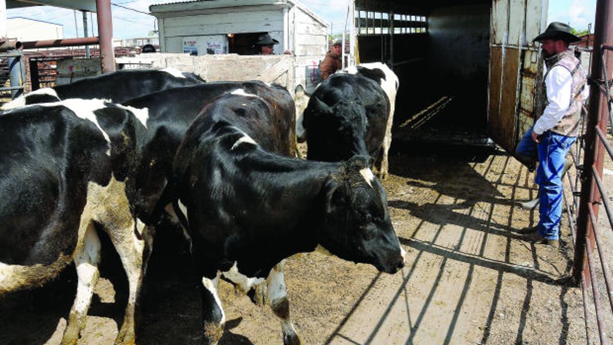 Cattle prices chart Cattle prices chart