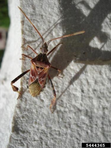 Box Elders and Stink Bugs in Maryland Solutions