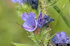 Vipers Bugloss