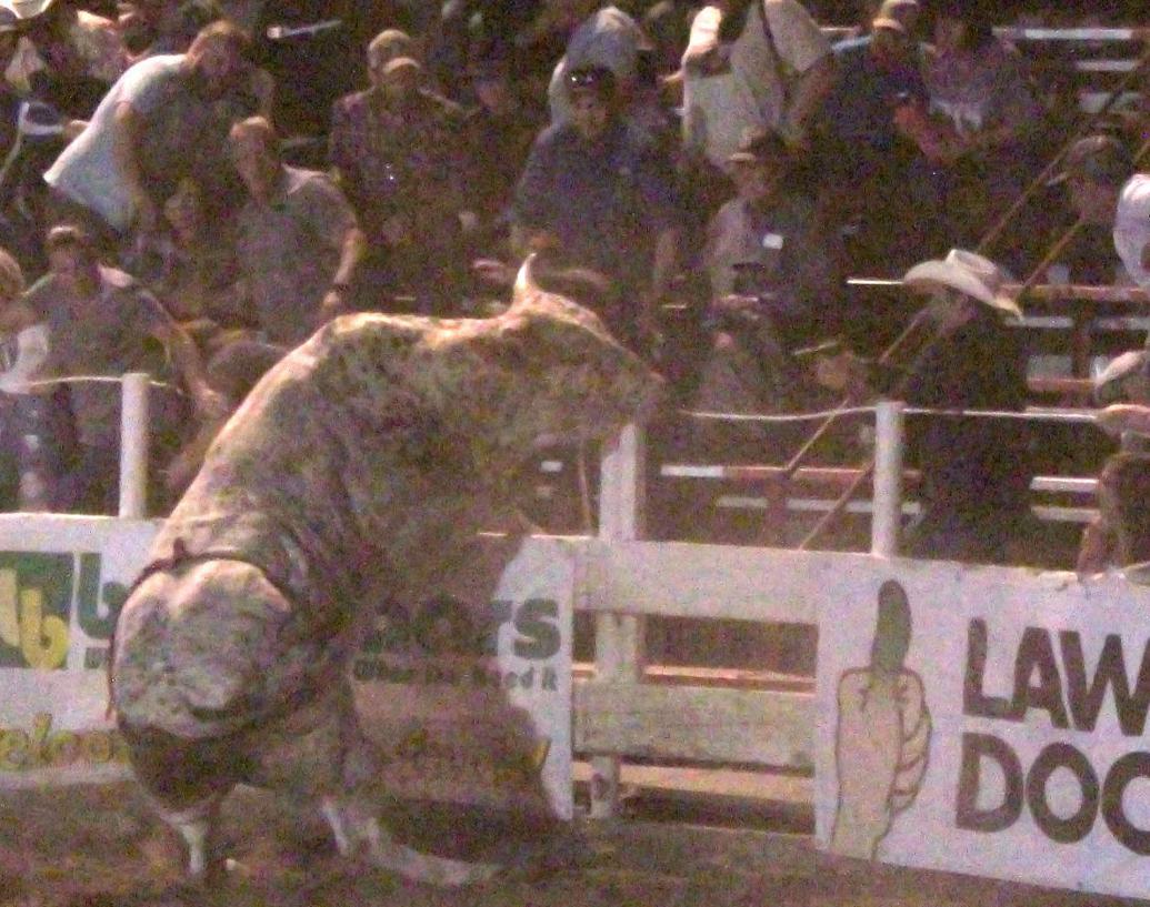 Preston rodeo spectator draws praise, mockery for pointing gun at