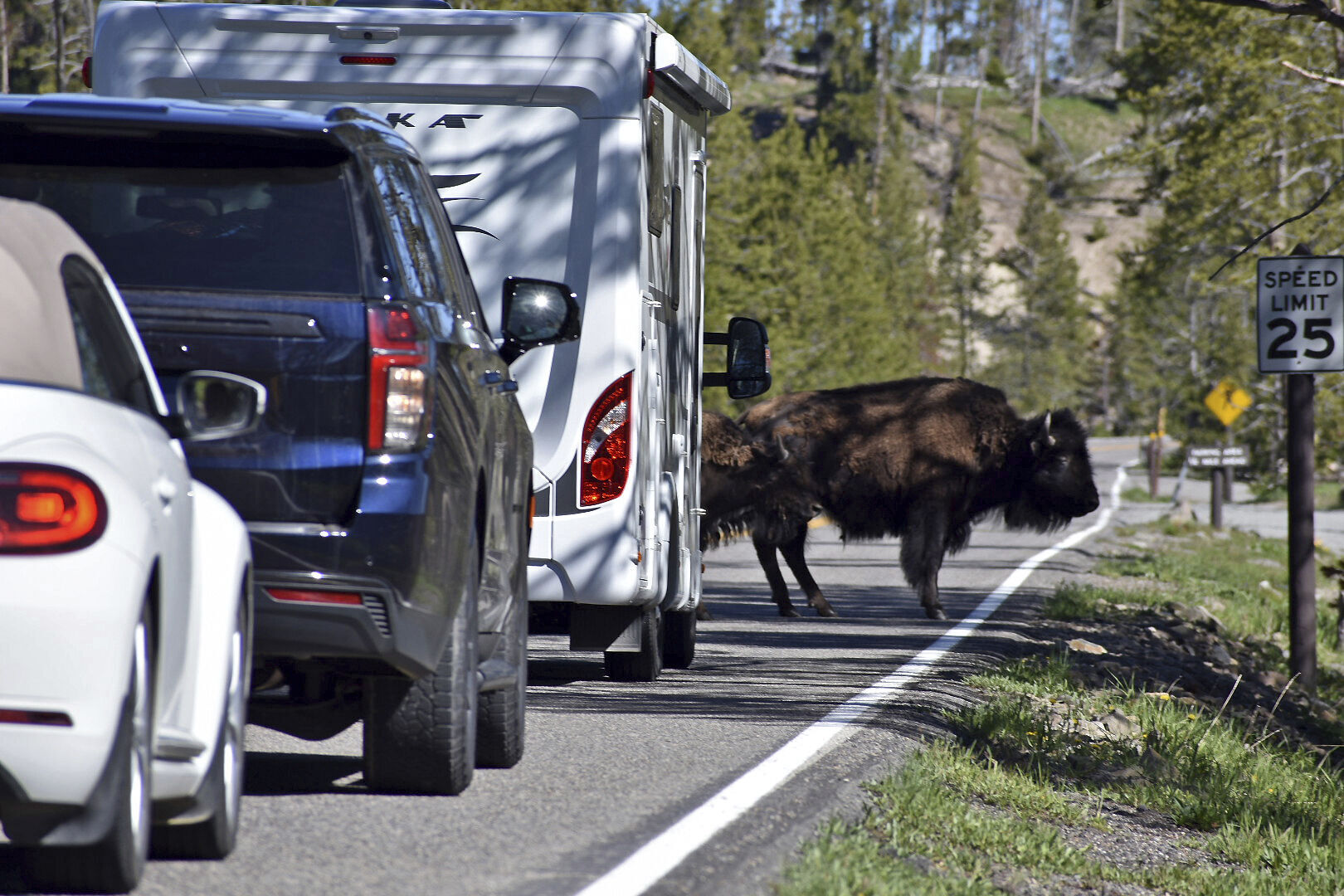 Crowds flock to Yellowstone as park reopens | Local News | hjnews.com
