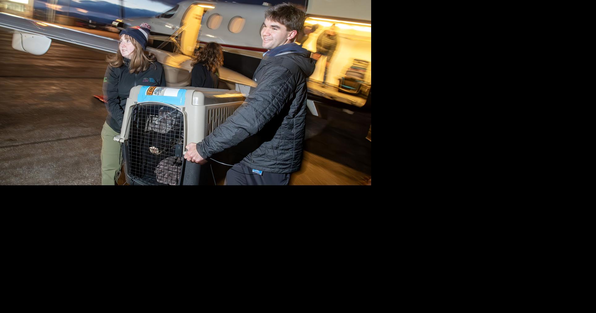 Cache Humane Society receives adoptable dogs from overcrowded Los ...