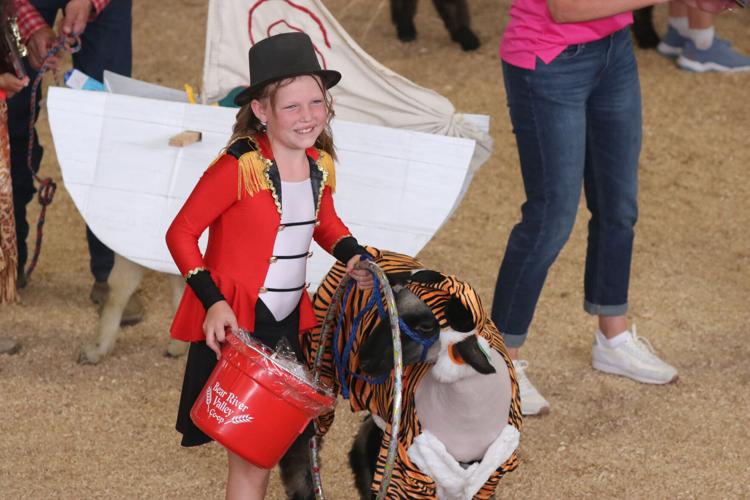 Pee Wee Lamb Show Always a fair crowd favorite Tremonton Leader