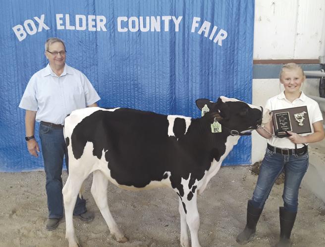 Box Elder County Fair dairy heifer winners Tremonton Leader